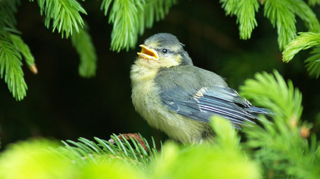Natur im Garten
