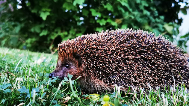 Igel auf Wiese